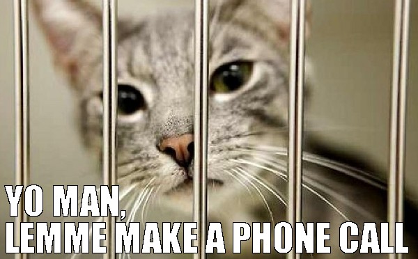 cat-meme-prison-cat-cat-behind-bars-jailed-cat-Favim.com-3972349.jpg